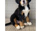 Bernese Mountain Dog Puppy for sale in Nashville, OH, USA