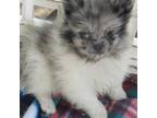 Pomeranian Puppy for sale in Pottstown, PA, USA