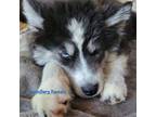 Siberian Husky Puppy for sale in East Tawas, MI, USA