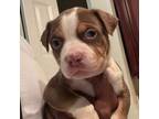 American Staffordshire Terrier Puppy for sale in Glen Burnie, MD, USA