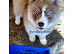 Siberian Husky Puppy for sale in East Tawas, MI, USA