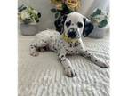 Dalmatian Puppy for sale in Sacramento, CA, USA