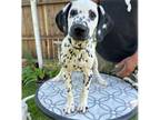 Dalmatian Puppy for sale in Sacramento, CA, USA