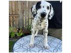 Dalmatian Puppy for sale in Sacramento, CA, USA