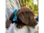 Labrador Retriever Puppy for sale in Bartow, GA, USA