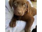 Labrador Retriever Puppy for sale in Bartow, GA, USA