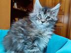 Maine Coon Alva Cassandra