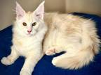 Maine Coon Kittens Girls And Boys