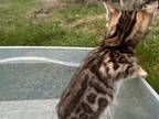 Gold And Silver Bengal