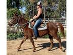 Pono - sweet and deserving mare
