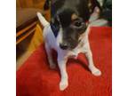 Rat Terrier Puppy for sale in Stryker, OH, USA