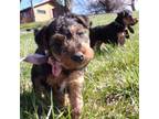Welsh Terrier Puppy for sale in Chetopa, KS, USA