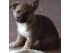 Swedish Vallhund Puppy for sale in Stockbridge, MI, USA