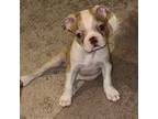 Boston Terrier Puppy for sale in Bowie, MD, USA