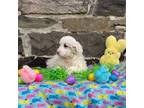 Goldendoodle Puppy for sale in Ottsville, PA, USA