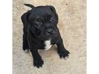 Staffordshire Bull Terrier Puppy for sale in Adkins, TX, USA