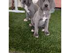 Great Dane Puppy for sale in Laton, CA, USA