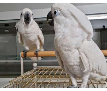 Tamed Talking Umbrella Cockatoos Parrots Available is a free Free Stuff in Willow Park TX