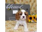 Cavalier King Charles Spaniel Puppy for sale in Stratford, WI, USA