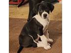 Great Dane Puppy for sale in Vancouver, WA, USA