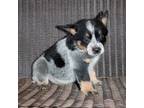 Australian Cattle Dog Puppy for sale in Ash Fork, AZ, USA