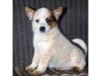 Australian Cattle Dog Puppy for sale in Ash Fork, AZ, USA