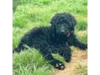 Labradoodle Puppy for sale in Enfield, CT, USA