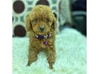 Poodle (Toy) Puppy for sale in Sacramento, CA, USA