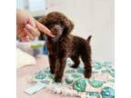 Poodle (Toy) Puppy for sale in Arcata, CA, USA