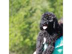 Portuguese Water Dog Puppy for sale in Yacolt, WA, USA