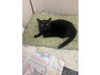 Ted, Domestic Shorthair For Adoption In Sebastian, Florida