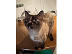 Penelope, Domestic Shorthair For Adoption In South Saint Paul, Minnesota