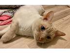 Caramelly, Siamese For Adoption In Fort Worth, Texas