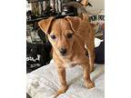 Ziggy, Terrier (unknown Type, Medium) For Adoption In Corona, California