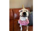 Belly, American Pit Bull Terrier For Adoption In Chandler, Arizona