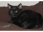 Rose, Domestic Shorthair For Adoption In Webster City, Iowa
