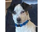 Charlie, Jack Russell Terrier For Adoption In Oakland Park, Florida