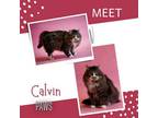 Calvin, Domestic Longhair For Adoption In Jefferson, Iowa