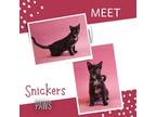 Snickers, Domestic Shorthair For Adoption In Jefferson, Iowa