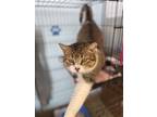 Peppermint, Domestic Shorthair For Adoption In Fort Wayne, Indiana