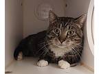 Chance, Domestic Shorthair For Adoption In Topeka, Kansas