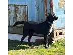 Jade, Labrador Retriever For Adoption In Okemah, Oklahoma