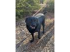 Bear, Labrador Retriever For Adoption In Madison, Georgia