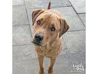 Mowgli, Labrador Retriever For Adoption In Washington, District Of Columbia