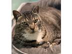 Willie, Domestic Shorthair For Adoption In Key West, Florida