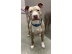 Justice, American Pit Bull Terrier For Adoption In Valley View, Ohio