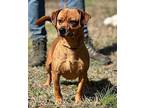 Scrappy, Dachshund For Adoption In Locust Fork, Alabama