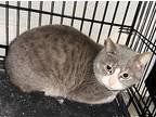 Friend, Domestic Shorthair For Adoption In Deltona, Florida