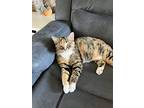 Savanna, Domestic Shorthair For Adoption In Fremont, Nebraska