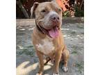 Jaxx, American Staffordshire Terrier For Adoption In Downey, California